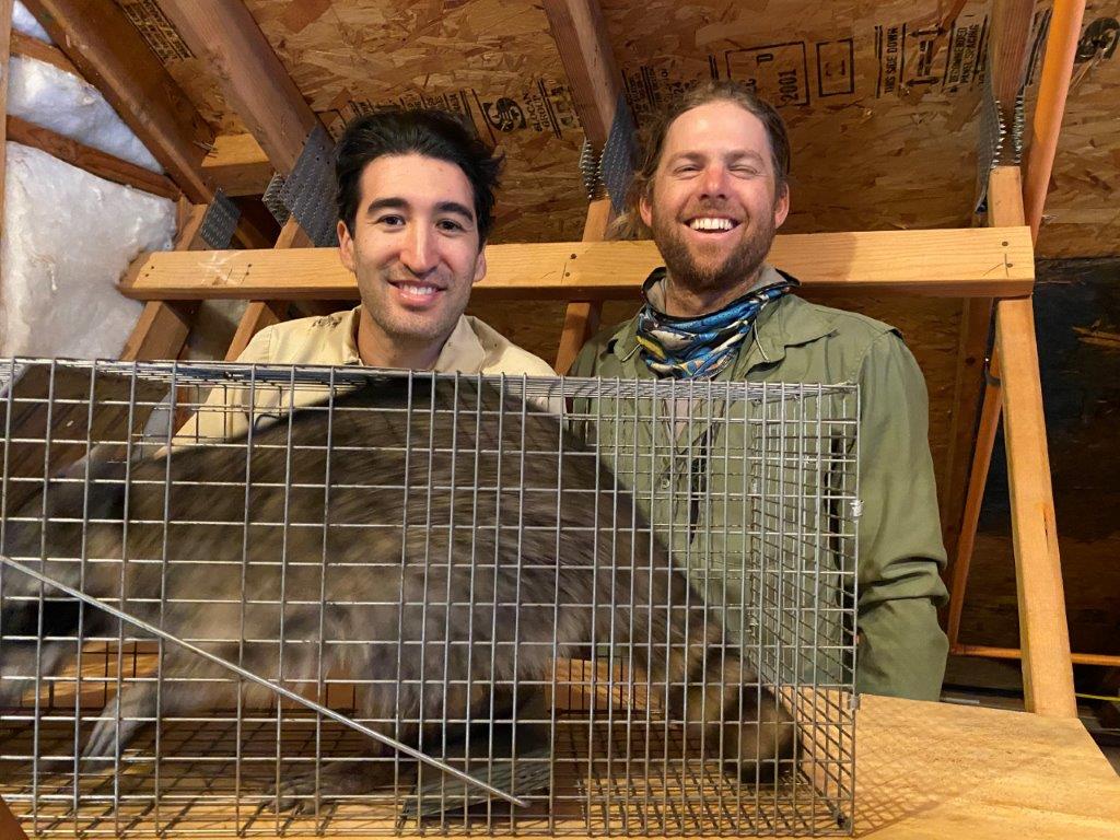 Los Angeles raccoon trapping